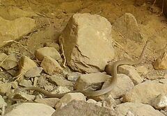 Platyceps rhodorachis