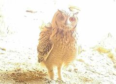 Bubo ascalaphus