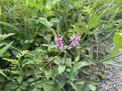 Indigofera pseudotinctoria