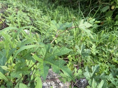 Ampelopsis glandulosa heterophylla