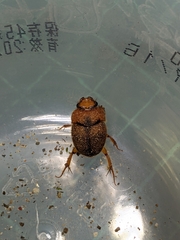 Nothochodaeus jengi