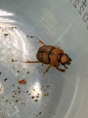 Nothochodaeus jengi