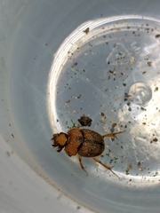 Nothochodaeus jengi