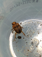 Nothochodaeus jengi
