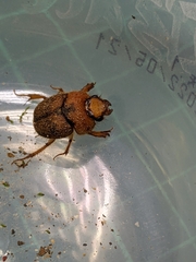 Nothochodaeus jengi