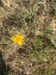 Hypochaeris radicata