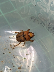 Nothochodaeus jengi