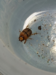 Nothochodaeus jengi