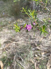 Hypocalymma robustum