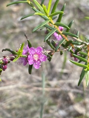 Hypocalymma robustum