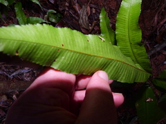 Lastreopsis poecilophlebia