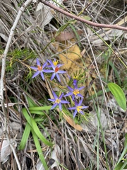 Calectasia