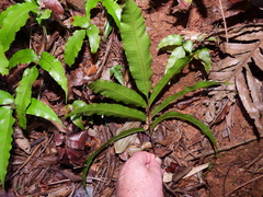 Lastreopsis poecilophlebia