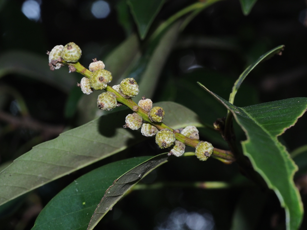 Chinquapins