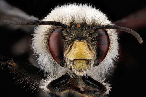 Bumblebee-like Digger Bee photo 3