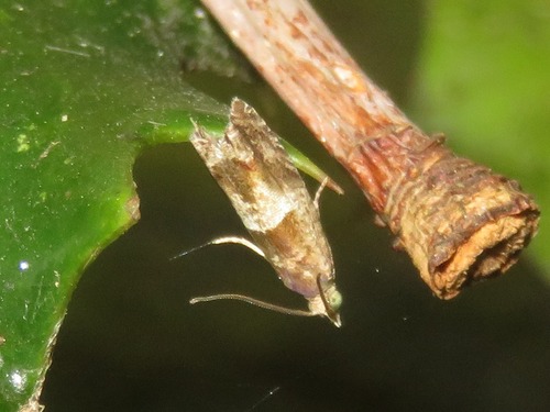 Nut Bud Moth, Leidschendam, Nederland, photo 8 of 10