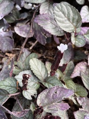 Hemigraphis alternata