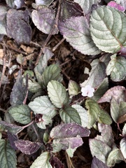 Hemigraphis alternata