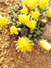 Cheiridopsis schlechteri