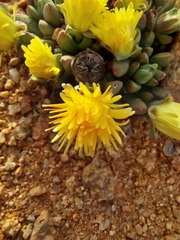 Cheiridopsis schlechteri