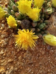 Cheiridopsis schlechteri