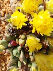 Cheiridopsis schlechteri