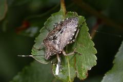 Rhaphigaster nebulosa