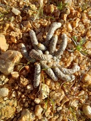 Anacampseros papyracea