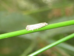 Bactra lancealana