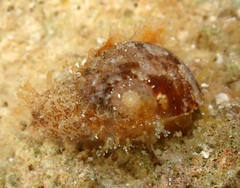 Pseudostomatella