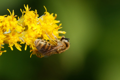 Halictus subauratus