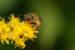Halictus subauratus