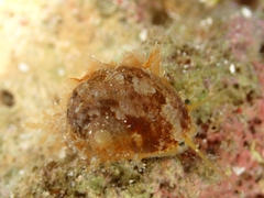 Pseudostomatella