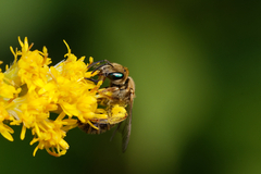 Halictus subauratus