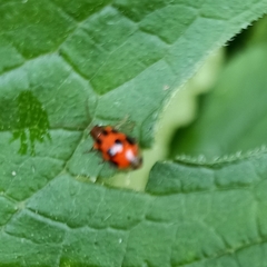 Paridea octomaculata