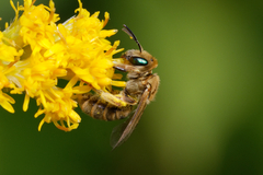 Halictus subauratus
