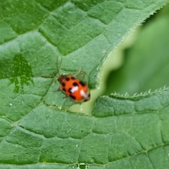 Paridea octomaculata