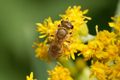 Halictus subauratus