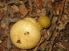 Pseudoboletus parasiticus