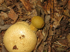 Pseudoboletus parasiticus