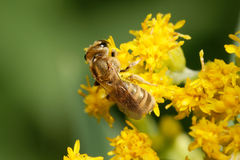 Halictus subauratus
