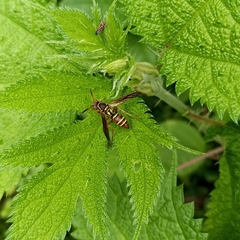 Polistes quadricingulatus