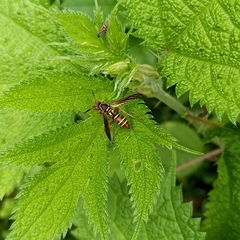 Polistes quadricingulatus