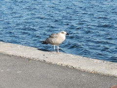 Larus argentatus