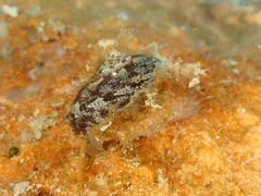 Pseudostomatella