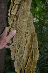 Cardiopteris moluccana
