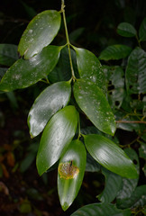 Agathis microstachya