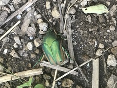 Cotinis mutabilis perbosci