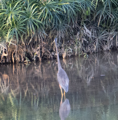Ardea purpurea manilensis