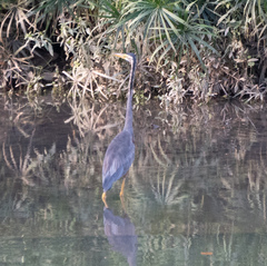 Ardea purpurea manilensis